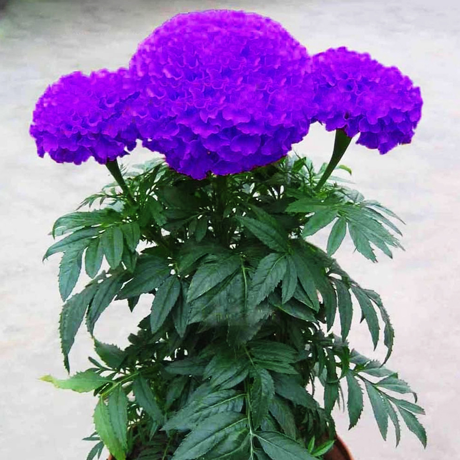 Purplish Blue Marigold Flower Seeds - $7.99