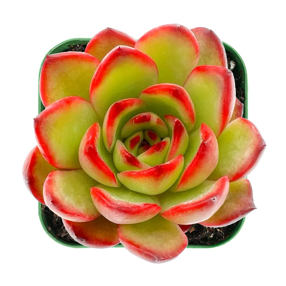 Echeveria Puli-lindsayana Rooted in 2” Plant Pot Succulent Plant For Hou... - $28.00