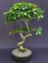 Flowering Ligustrum Bonsai Tree Curved Trunk Style  (ligustrum lucidum)  - £395.68 GBP