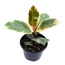 Ficus elastica Tineke Variegated 6 inch India Rubber Tree Decora Fig Plant - £25.98 GBP