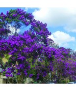 Ecuador Purple Princess Glory Bush Tree Plant Tibouchina Lepidota Grandi... - $46.78