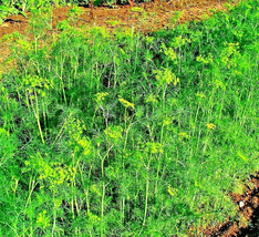 350 SEEDS DILL SPRING DROUGHT TOLERANT HERB VEGETABLE GARDEN NON-GMO HEI... - $4.28