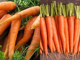 Variety Size Scarlet Nantes Carrot  Early Coreless NON-GMO Seeds - £9.27 GBP+