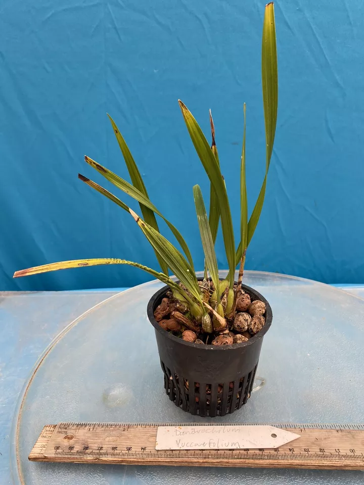 Dendrochilum yuccaefolium New Division 4” Pot Fragrant Bloom Size - $80.00