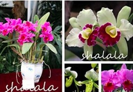 NEW 100PCS Cattleya Hibrida Bonsai Orchids Seeds* Easy To grow - $6.95