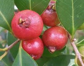 50pcs Tropical Strawberry Guava Organic Pink Guava Seeds - Exotic Flavor... - $4.29