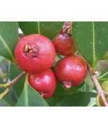 50pcs Tropical Strawberry Guava Organic Pink Guava Seeds - Exotic Flavor... - €3,71 EUR