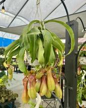 1 Live Plant Alata Carnivorous Pitcher Plant - £43.64 GBP