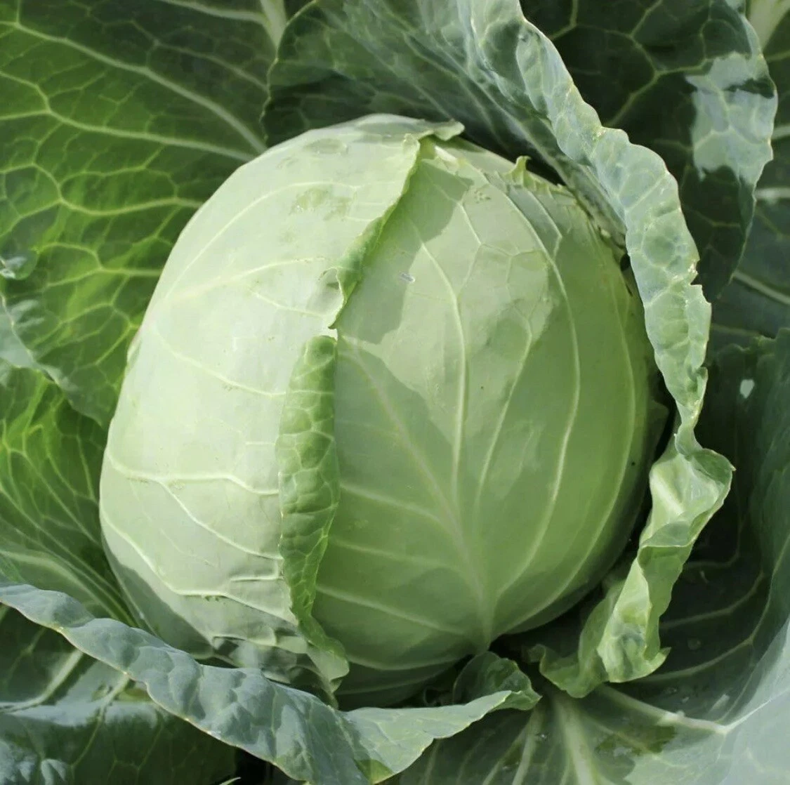 50 Golden Acre Cabbage Seeds Organic Vegetable Heirloom Non GMO Easy Gar... - $9.69