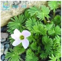 100 Seeds Oxalis Versicolor Candy Cane Sorrel Seeds White Flowers Fresh Gardenin - £5.81 GBP