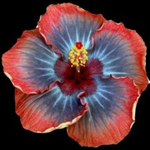 Tropical Hibiscus Plant Voodoo Queen Rooted Ships Bare Root - £48.70 GBP
