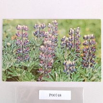 Lupine Flower Alaska Vintage 1960s Postcard Dexter Dedman&#39;s Photo Shop - $6.88