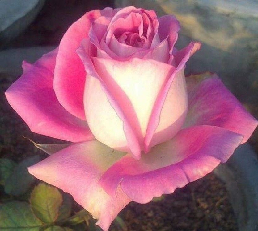 New Fresh 10 White Pink Rose Seeds Flower Bush Perennial Shrub Garden Perennial - $8.68