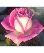 New Fresh 10 White Pink Rose Seeds Flower Bush Perennial Shrub Garden Pe... - $11.94 CAD
