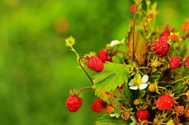 50 Alexandria Strawberry Everbearing Alpine Fragaria Vesca Red Berry Fru... - $14.20