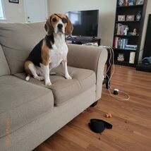 PET Dog Eye Patch, Patch for Dogs &amp; Cats, Small Adjustable Protective Ey... - $15.04