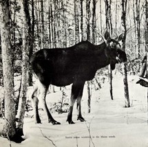 1970 Maine Moose Winter Woods Photo Print Vintage Wildlife  - £24.16 GBP