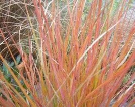 50 Pheasant Tails Grass Feather Reed New Zealand Wind Stipa Arundinacea ... - $10.45