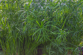 Variety Live Dwarf Umbrella Palm Tropical Aquatic Marginal Pond/Bog Plant - £30.03 GBP+