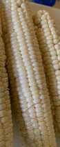 Corn Stowells Evegetablergreen 30 Seeds Heirloom Sweet Corn Fresh - $12.99