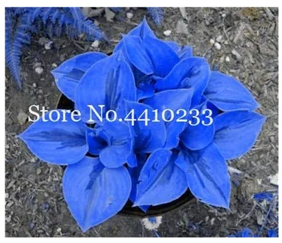 100 Seeds Bonsai Blue Hosta Plants, Perennials Jardin Lily Flower Shade Flower - £8.64 GBP