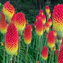 25 Royal Castle Torch Lily Hot Poker Flower Seeds Seed 837 Fresh Seeds USA - $9.78