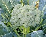 300 Seeds Waltham 29 Broccoli Seeds Organic Heirloom Cool Season Vegetab... - $8.99