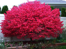 Dwarf Burning Bush Plant Hardy Shrub Euonymus Alatus in a 4&quot; Pot - $37.96