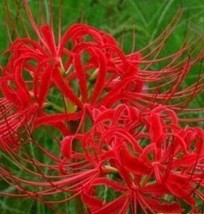 100 Pcs Lycoris Flower Seeds Flower Flower Pot For Color 1 Fresh Seeds - $5.19