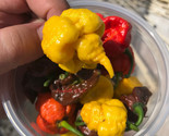 Sale 10 Seeds Yellow Carolina Reaper Pepper World&#39;S Hottest Capsicum Chi... - £7.88 GBP