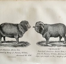 Monarch American Merino Ram 1863 Victorian Agriculture Animals Art DWZ4A - £39.33 GBP