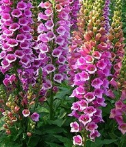 Seeds 500 Foxglove Foxy Mix Digitalis Flower Mixed Biennial - £6.14 GBP