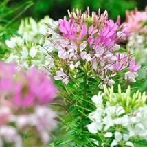 1 Pack 100 Pcs Cleome Spinosa Flower Seeds Mixed Color Bonsai Potted Pla... - $78.38 MXN
