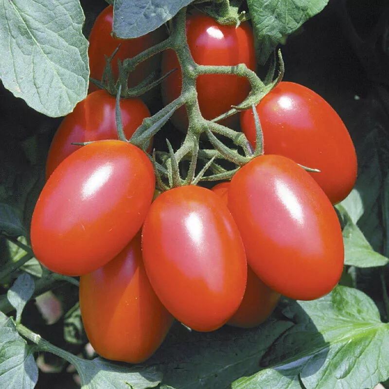 50 Seeds Juliet Tomato Vegetable Edible Gardening USA SHIPPIING - $12.50