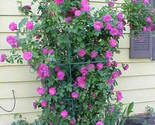 Pink Climbing Rose Rosa Bush Vine Climber Fragrant Butterfly Flower 5 Se... - $5.99