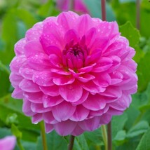 25 Rosella Dahlia Seeds Flower Perennial Flowers Seeds Flowering Fresh G... - $8.08