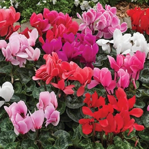 15 Cyclamen Seeds Sierra Mix - $18.04