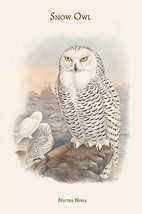 Nyctea Nivea - Snow Owl by John Gould #2 - Art Print - £17.51 GBP+