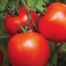 New Fresh USA Seller Tomato Jet Star Tomato Seeds - $7.98