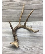 Wild Whitetail Deer Antler Horn Rack Decor Craft 5 Point Man Cave Fast S... - $24.74
