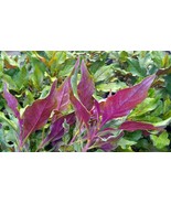 2pc Okinawa spinach &quot;Gynura crepioides&quot; 5 to 7 inch Live Plants - £11.78 GBP