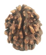 Rare 1 Mukhi Rudraksha With Single Seed inside - 19.04 mm - IGL Certified - $995.81 CAD