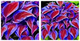 300 Seeds Stunning Hosta Seeds Deep Red and Blue-Green Foliage Mix - $16.99