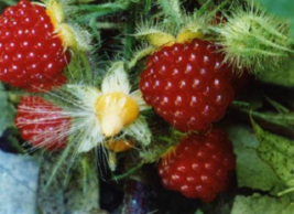 Wineberry ! Rubus phoenicolasius. Live plant, roots wrapped in wet, no leaves - £17.39 GBP