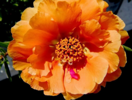 100 Pc Seeds Orange Moss Rose Flower, Portulaca Grandiflora Seeds for Pl... - £13.42 GBP