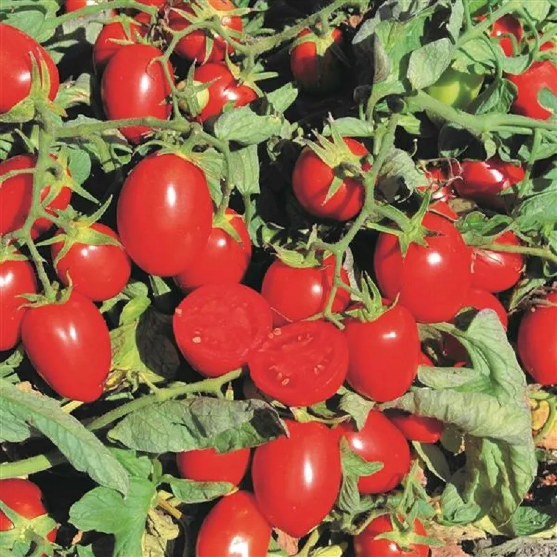 25 Tomato Seeds Early Resilience Determinate - Cherry Tomato - £13.36 GBP