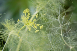 444 Dill Seeds  Great For Pickles Or Soup  Fresh And Will Germinate From US - $10.97