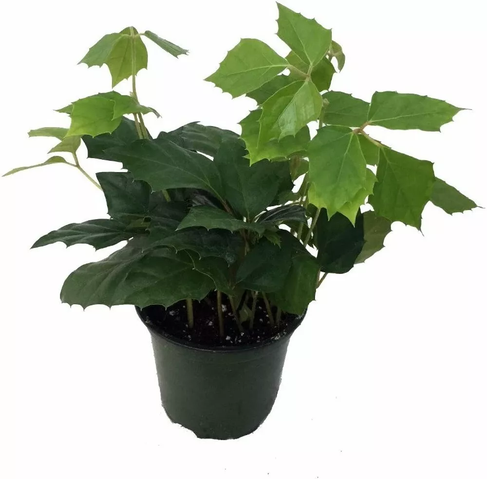 Rhombifolia Ivy Grape Cissus Old Fashioned Easy Greats Indoors Live Plant 4&quot; Pot - $37.85