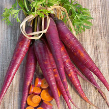 Orange Cosmic Purple Carrot Seeds 300 Seeds Non-GMO - £4.78 GBP