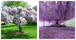 6-12&quot; Tall - Purple Wisteria Tree/Vine - Live Plant - Bareroot Seedling - $82.99